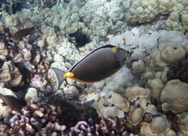 Naso Tang