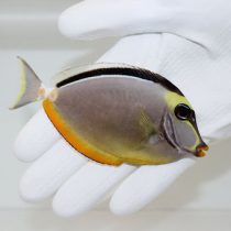 جراح ماهی ناسو