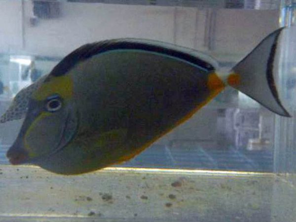 جراح ماهی ناسو