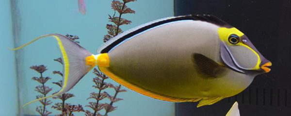 جراح ماهی ناسو