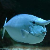 جراح ماهی ناسو شاخدار(بالغ)