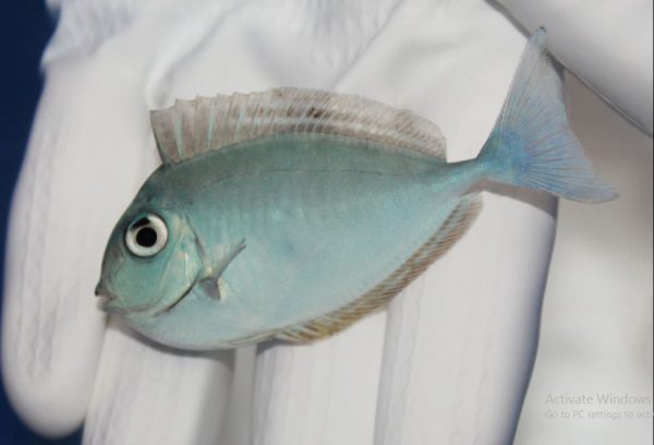 جراح ماهی ناسو شاخدار