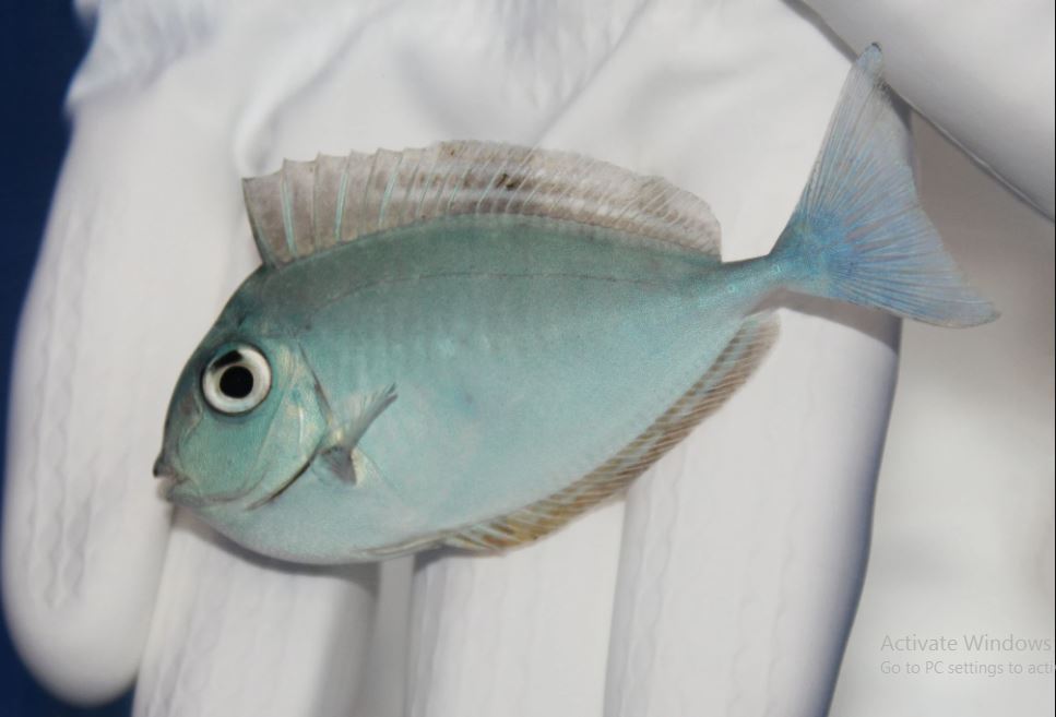 جراح ماهی ناسو شاخدار