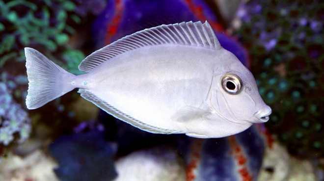 جراح ماهی ناسو شاخدار(نابالغ)