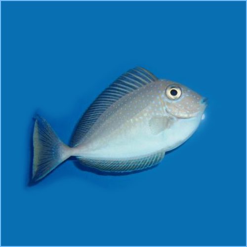 جراح ماهی ناسو شاخدار