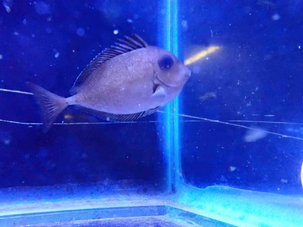 جراح ماهی ناسو شاخدار