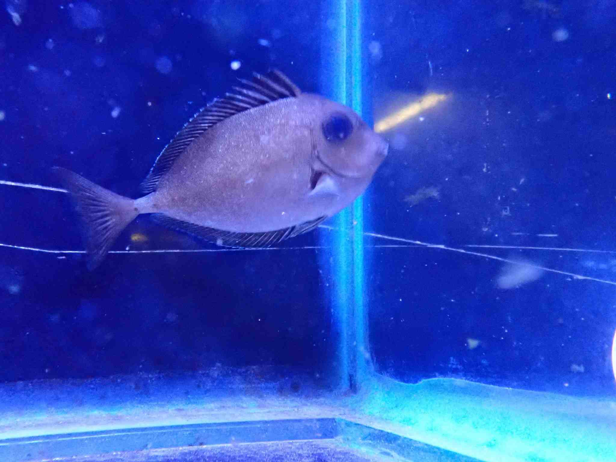 جراح ماهی ناسو شاخدار