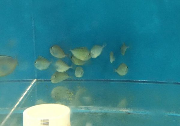 جراح ماهی ناسو شاخدار