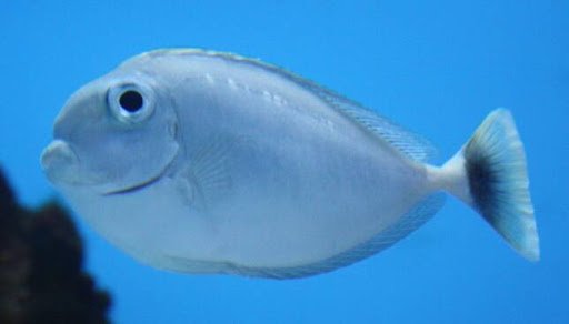 جراح ماهی ناسو شاخدار