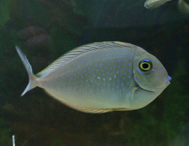 جراح ماهی ناسو شاخدار