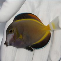 جراح ماهی پادر بران