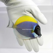 Powder Blue Tang