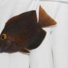Kole Yellow Eye Tang