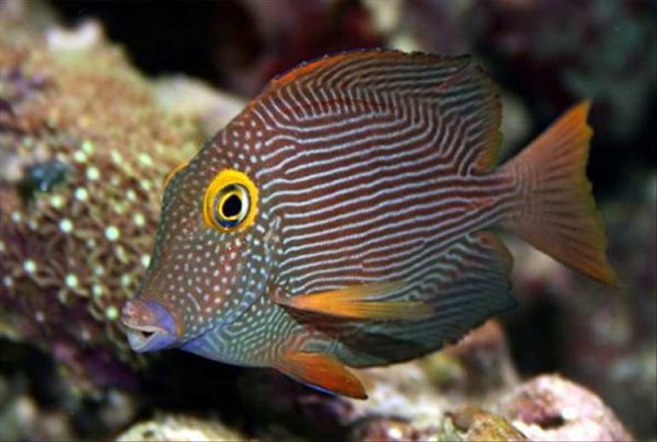Kole Yellow Eye Tang