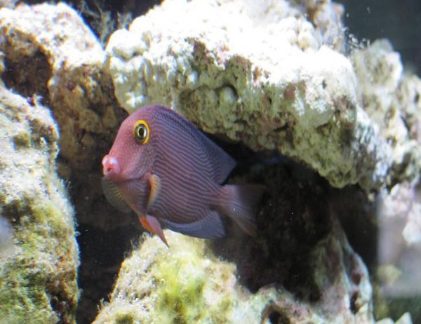Kole Yellow Eye Tang