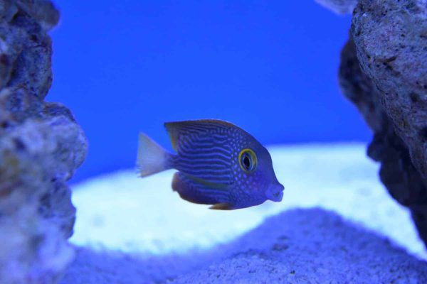 Kole Yellow Eye Tang