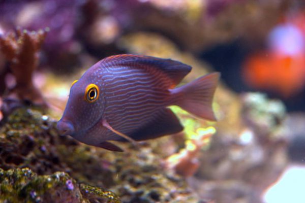 Kole Yellow Eye Tang