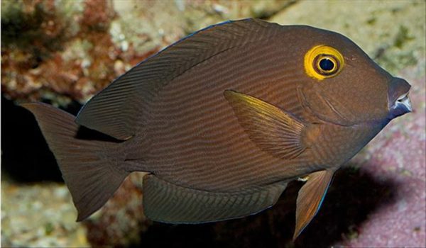 Kole Yellow Eye Tang