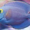 Kole Yellow Eye Tang