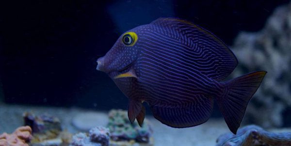 جراح ماهی کولی