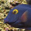 Kole Yellow Eye Tang