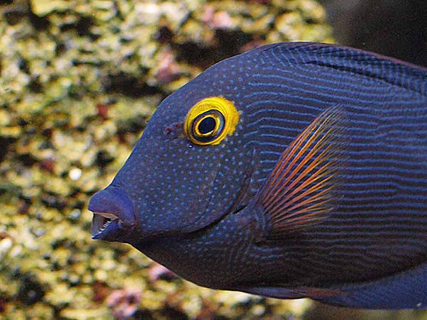 Kole Yellow Eye Tang