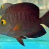 Kole Yellow Eye Tang