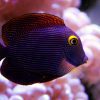 Kole Yellow Eye Tang