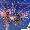 Russell's Lionfish