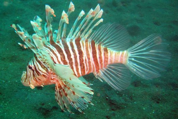 Russell's Lionfish