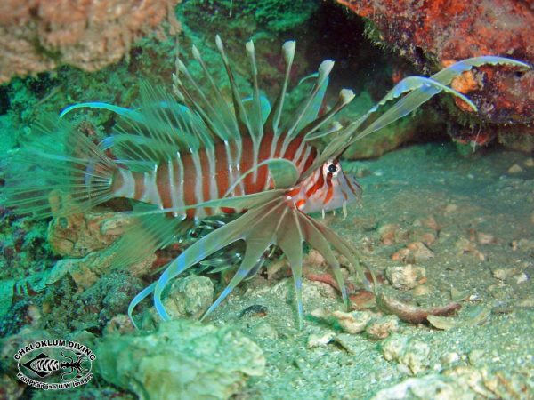 خروس ماهي راسلي