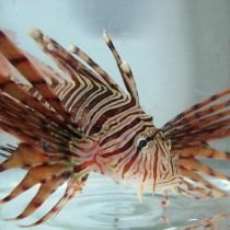 خروس ماهي راسلي