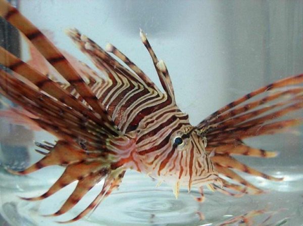 خروس ماهي راسلي