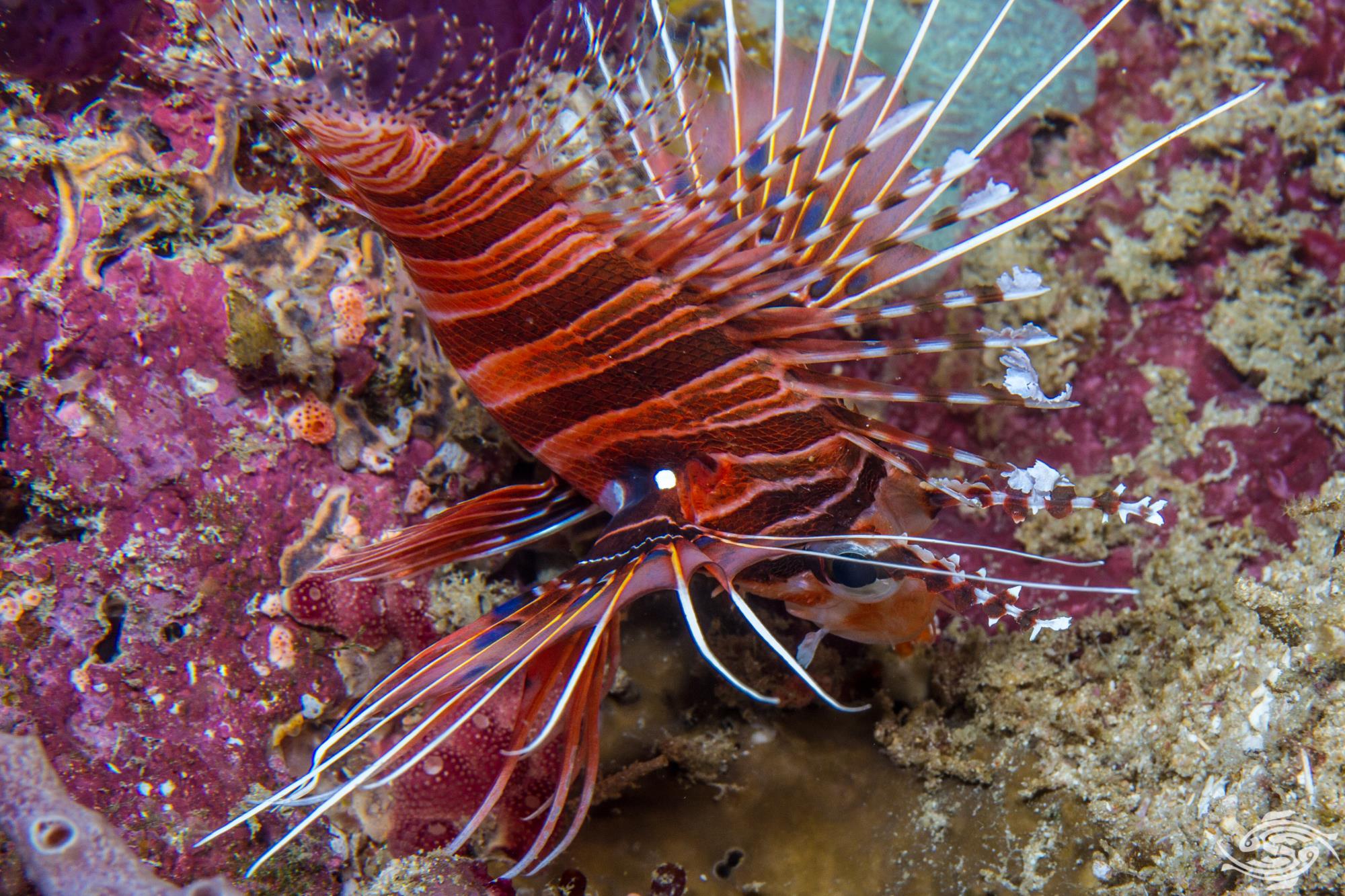 خروس ماهی آنتناتا