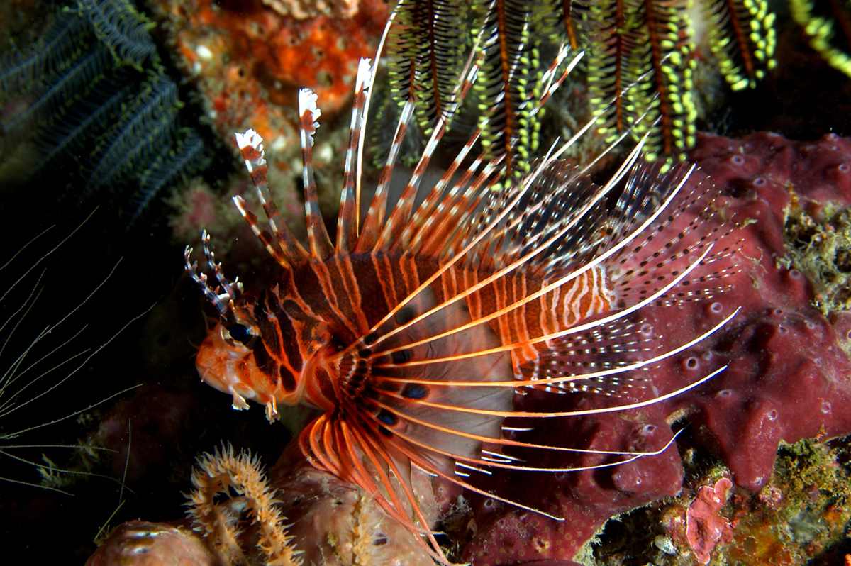 خروس ماهی آنتناتا