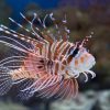 Antennata Lionfish