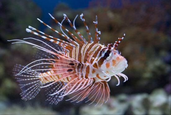Antennata Lionfish