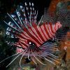 Antennata Lionfish