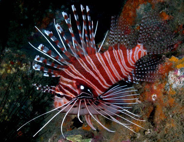 Antennata Lionfish