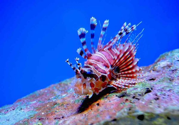 Antennata Lionfish