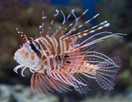 Antennata Lionfish