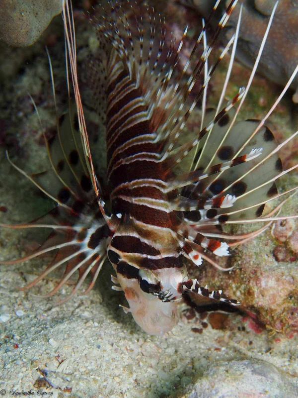 Antennata Lionfish