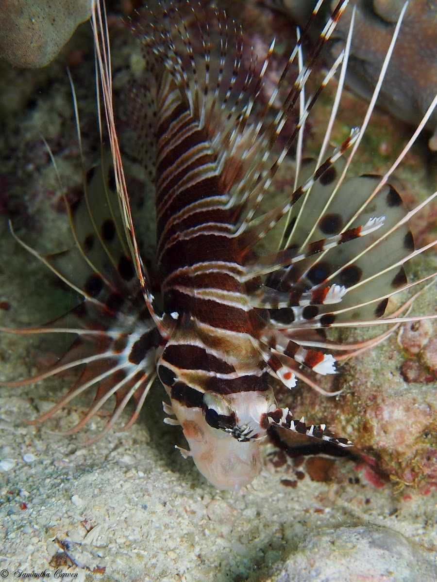 Antennata Lionfish