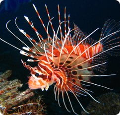 Antennata Lionfish