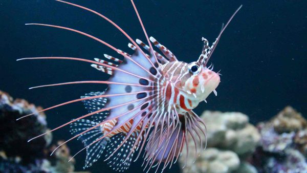 Antennata Lionfish