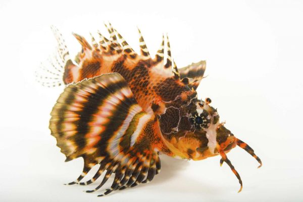 خروس ماهی دوخال