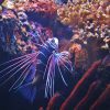 Radiata Lionfish