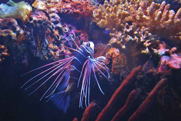 Radiata Lionfish