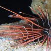 Radiata Lionfish