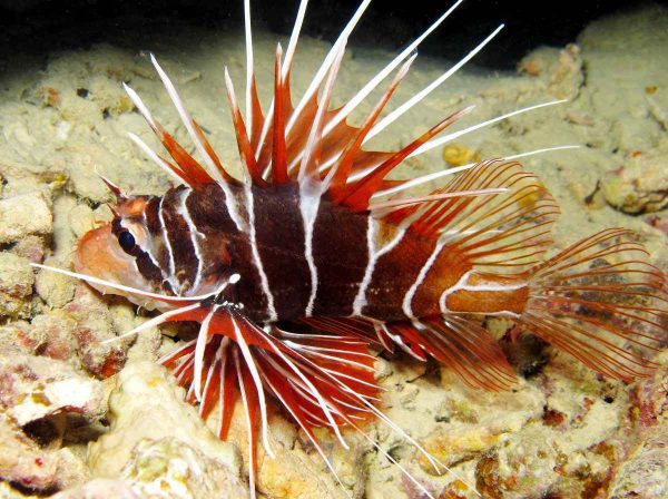 Radiata Lionfish